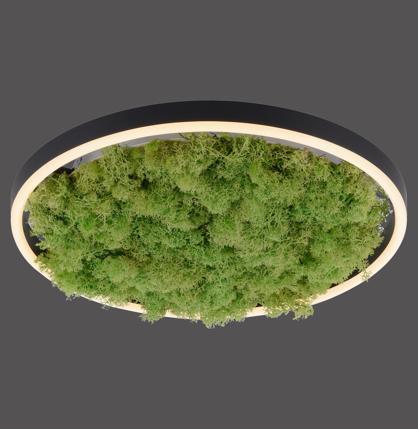 Green Ritus - Ceiling Light - Moss - By Just Light - (15391-66)