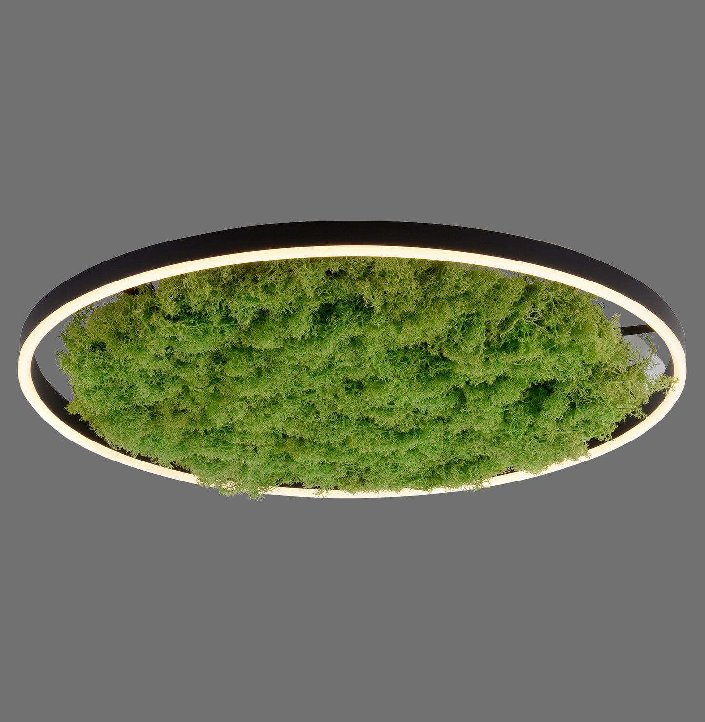 Green Ritus - Ceiling Light - Moss - By Just Light - (15392-66)