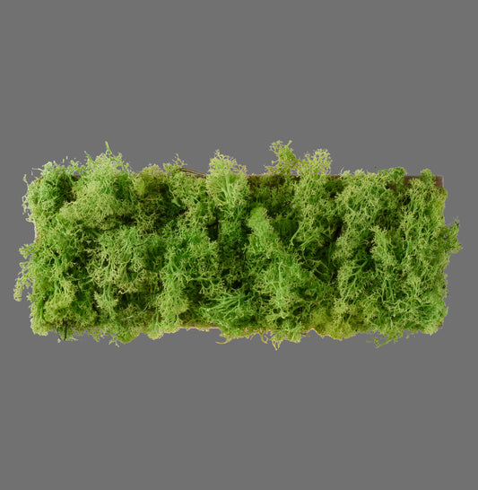 Green Carlo - Wall Light - Moss - By Just Light - (15637-66)