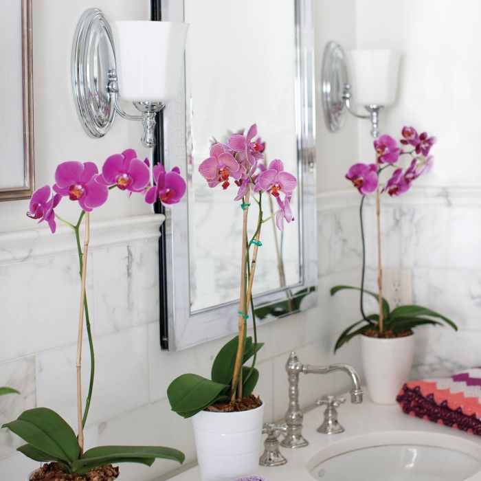 Shelly 1 Light Wall Light - Polished Chrome